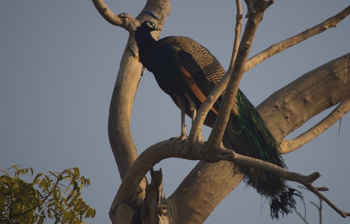 Peafowl, Indian. Pavo cristatus