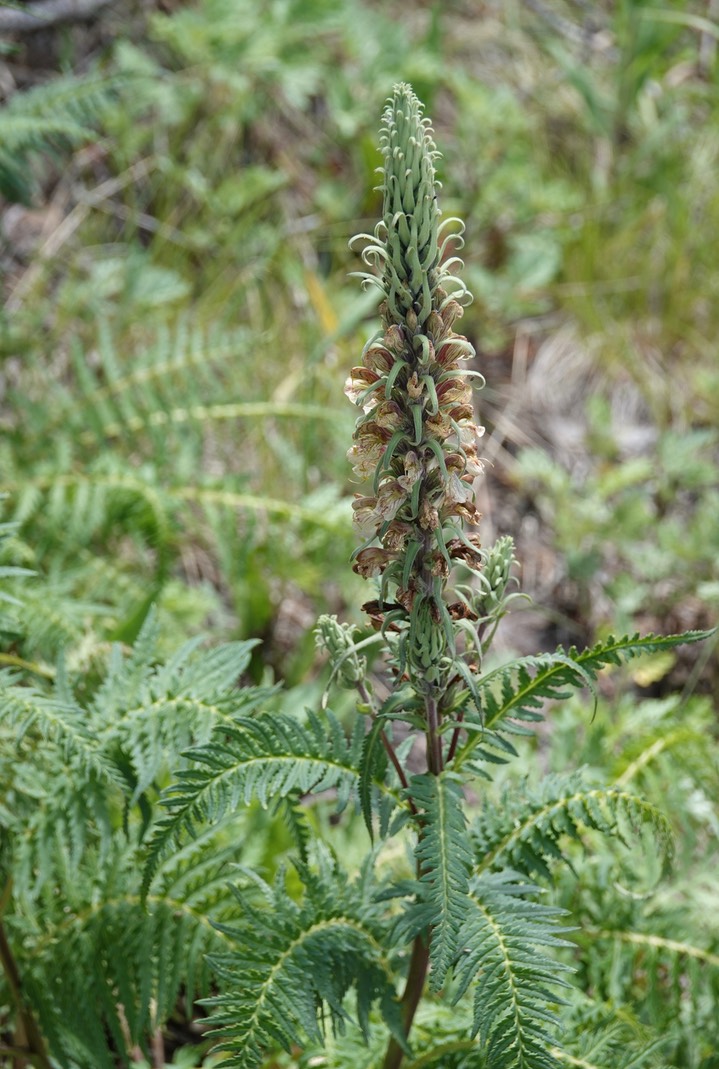  Pedicularis procera, Fernleaf Lousewort   2