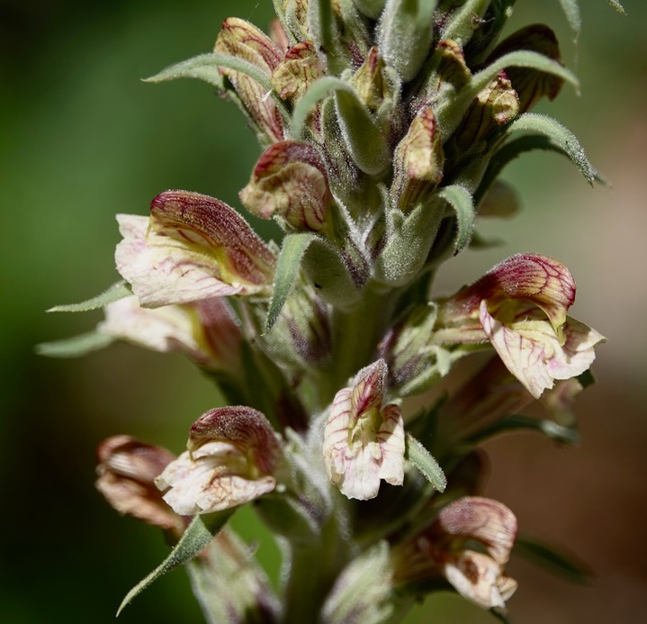  Pedicularis procera, Fernleaf Lousewort   4