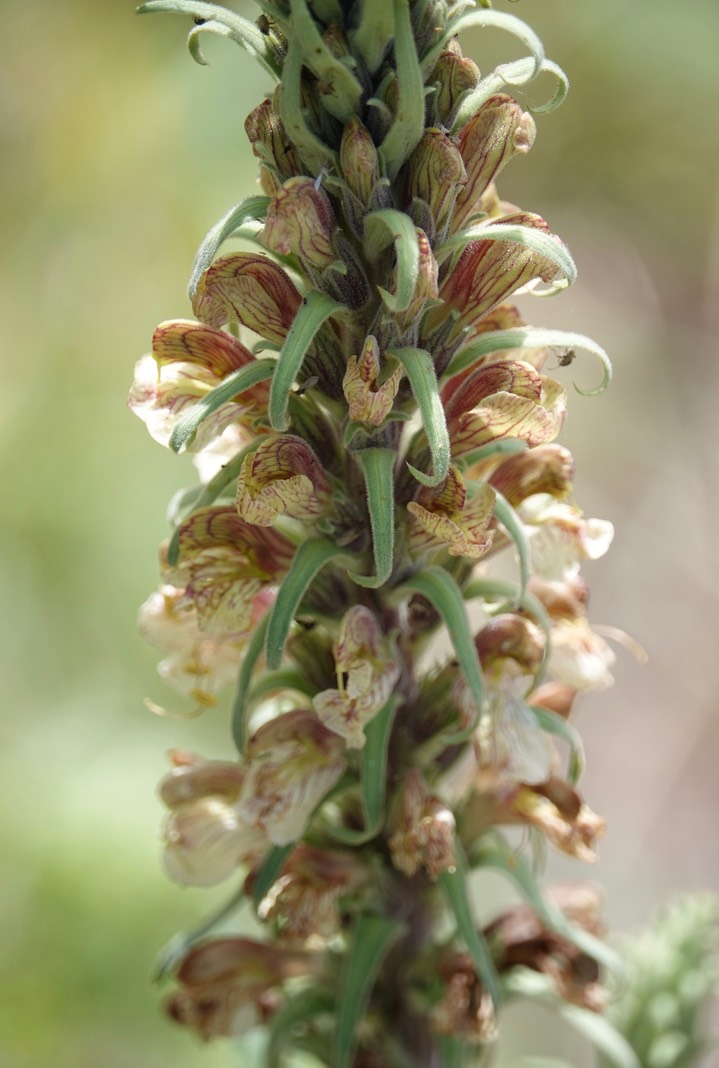  Pedicularis procera, Fernleaf Lousewort   3