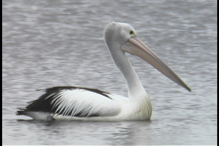Pelican, Australian 2