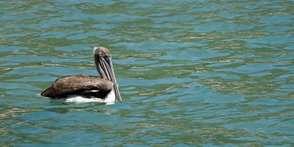 Pelican, Brown - Pelecanus occidentalis - Tehualmixtle, Jalisco7