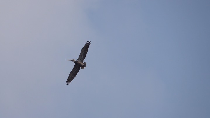 Pelican, Brown (Colombia) 1