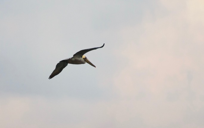 Pelican, Brown2