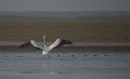 Pelican, Dalmatian. Pelecanus crispus3