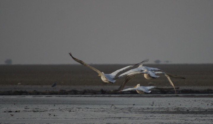 Pelican, Dalmatian. Pelecanus crispus6