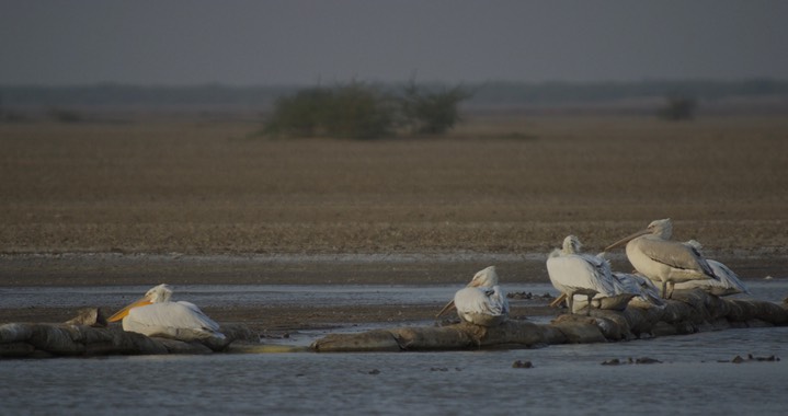 Pelican, Dalmatian. Pelecanus crispus4