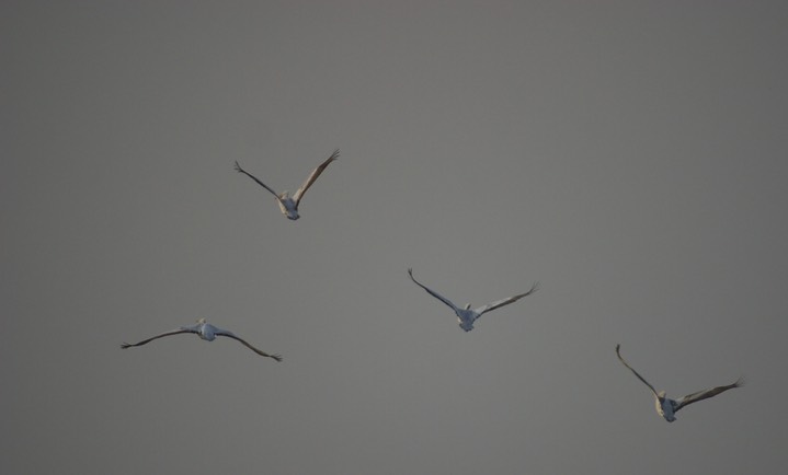 Pelican, Dalmatian. Pelecanus crispus8