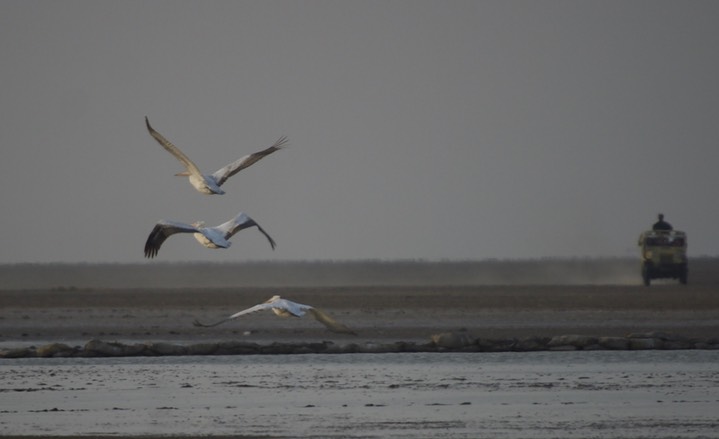 Pelican, Dalmatian. Pelecanus crispus9