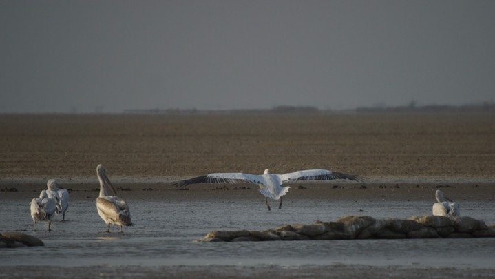 Pelican, Dalmatian. Pelecanus crispus5