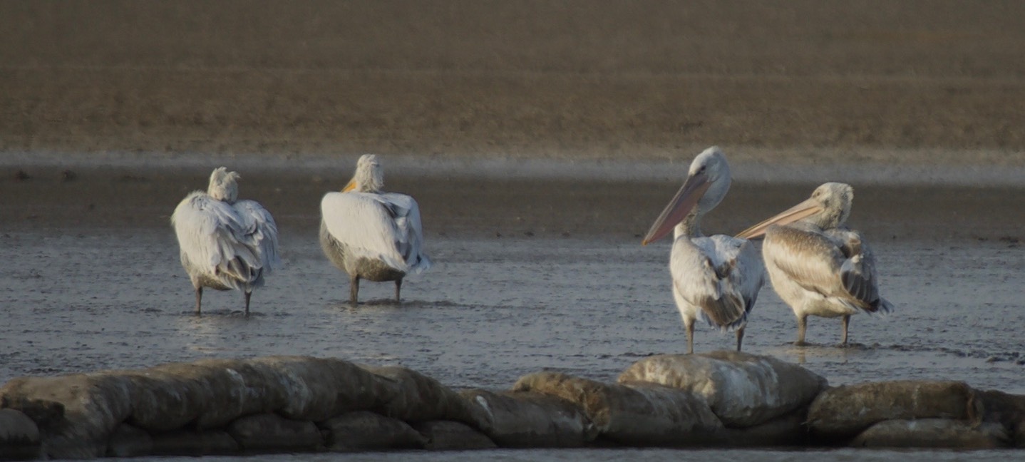 Pelican, Dalmatian. Pelecanus crispus2