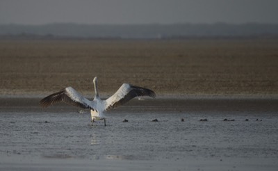 Pelican, Dalmatian. Pelecanus crispus3