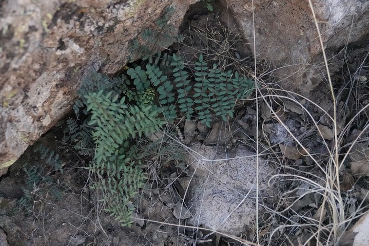 Pella truncata, Spiny Cliff Brake, Butterfield Trail
