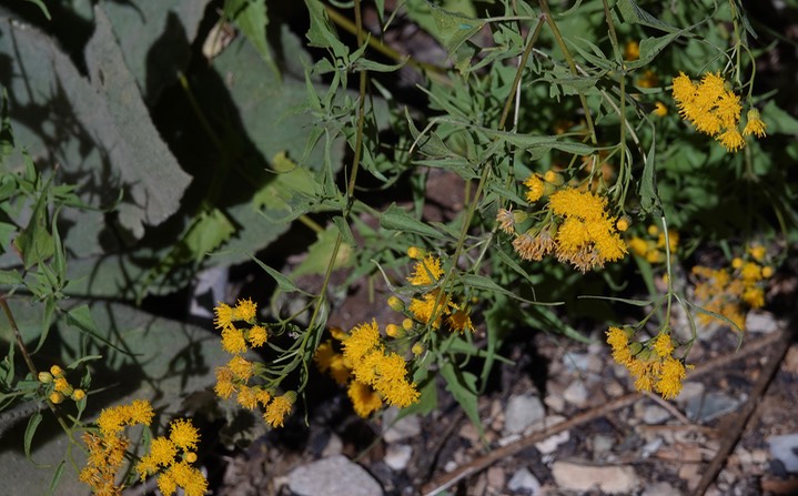   Pericome caudata, Taperleaf   2