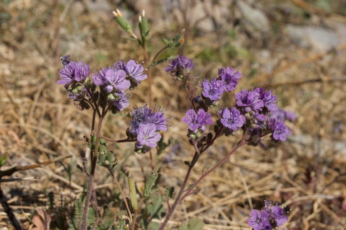 Phacelia bombycina 2