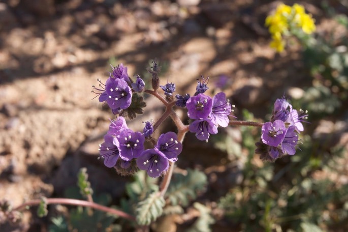 Phacelia coerulea 2