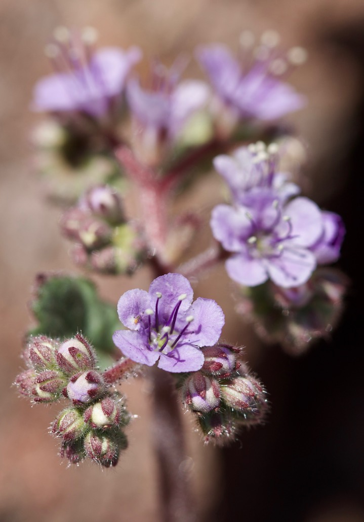 Phacelia integrifolia Apache Peak Apr14c