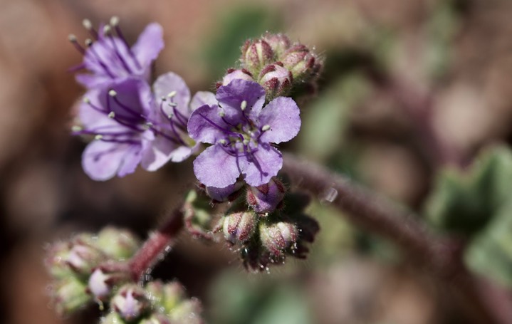 Phacelia integrifolia Apache Peak Apr14b
