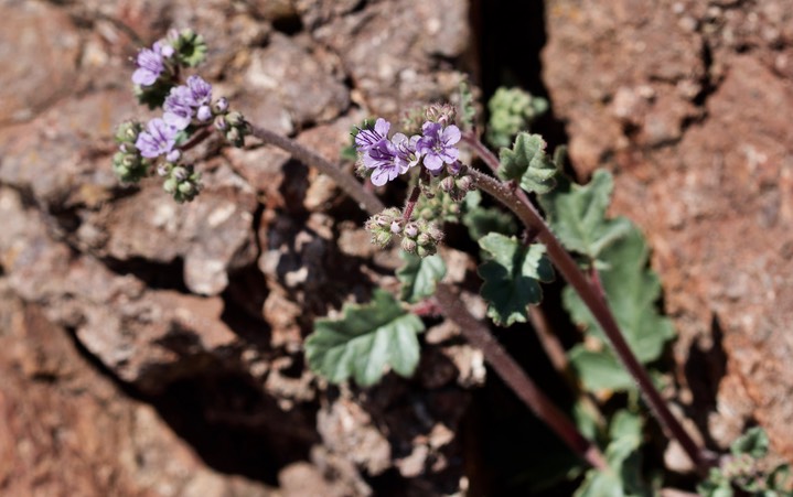 Phacelia integrifolia Apache Peak Apr14a