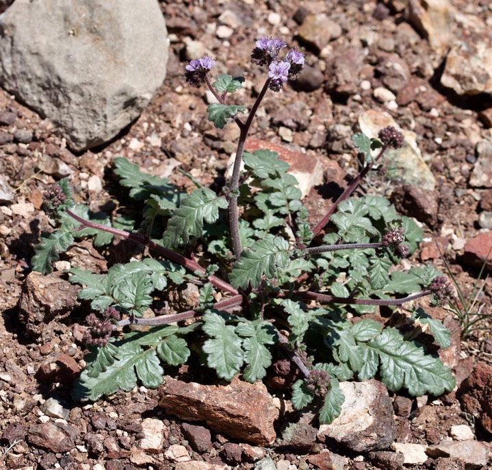 Phacelia integrifolia Apache Peak Apr14d