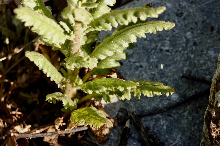 Phacelia integrifolia Gypsum Scorpionweed3