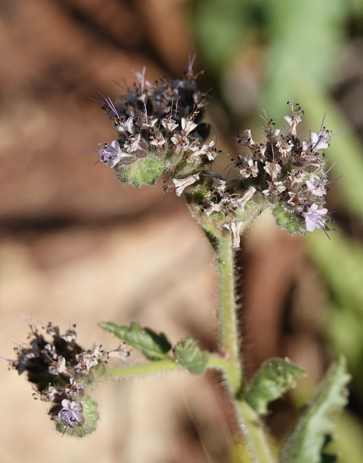 Phacelia integrifolia Gypsum Scorpionweed2