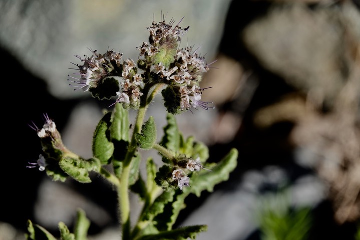 Phacelia integrifolia Gypsum Scorpionweed4