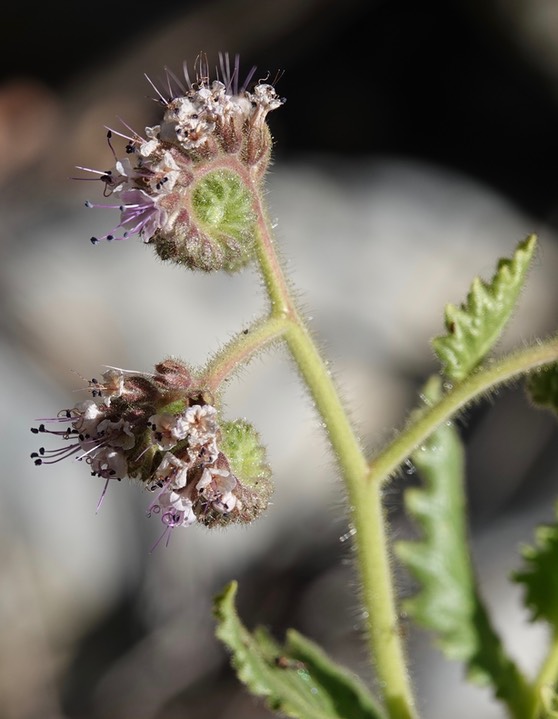 Phacelia integrifolia Gypsum Scorpionweed1