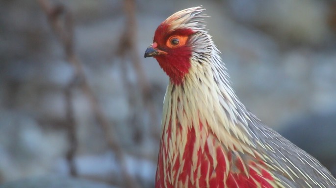 Pheasant, Blood