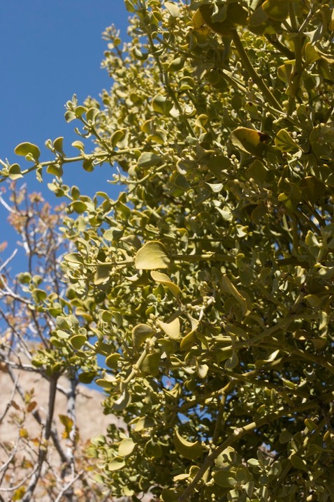 Phoradendron macrophyllum1