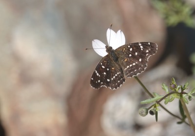 Phyciodes texana, Texan Crescent, Mesa del Carmen, Baja California