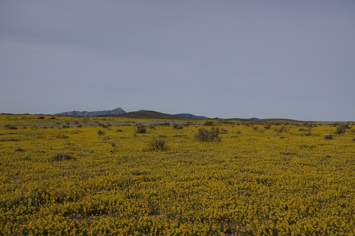 Physaria goronii2