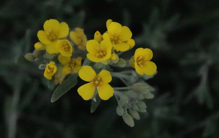 Physaria goronii4