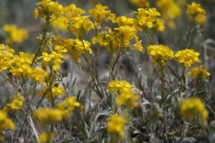 Physaria goronii