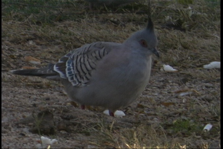 Pigeon, Crested 3