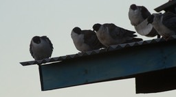 Pigeon, Snow 2