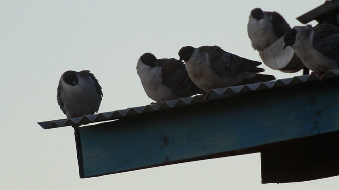 Pigeon, Snow 2