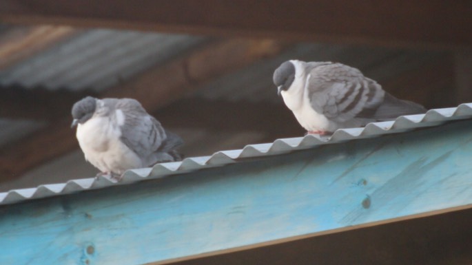 Pigeon, Snow