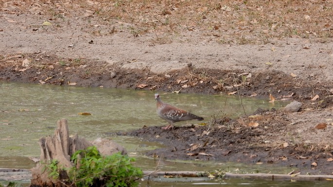 Pigeon, Speckled  - Senegal 5