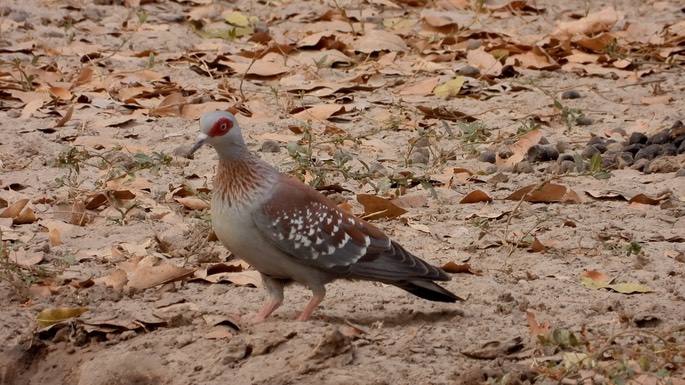 Pigeon, Speckled  - Senegal 4