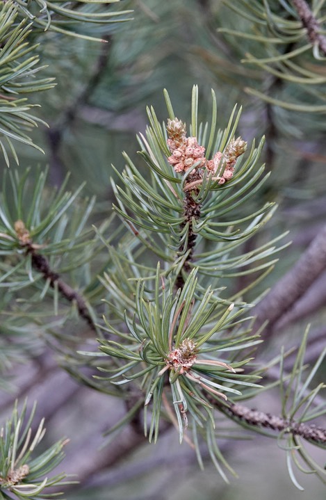 Pinus edulis, Two-needle Pinyon, Sawmill Canyon 6-4