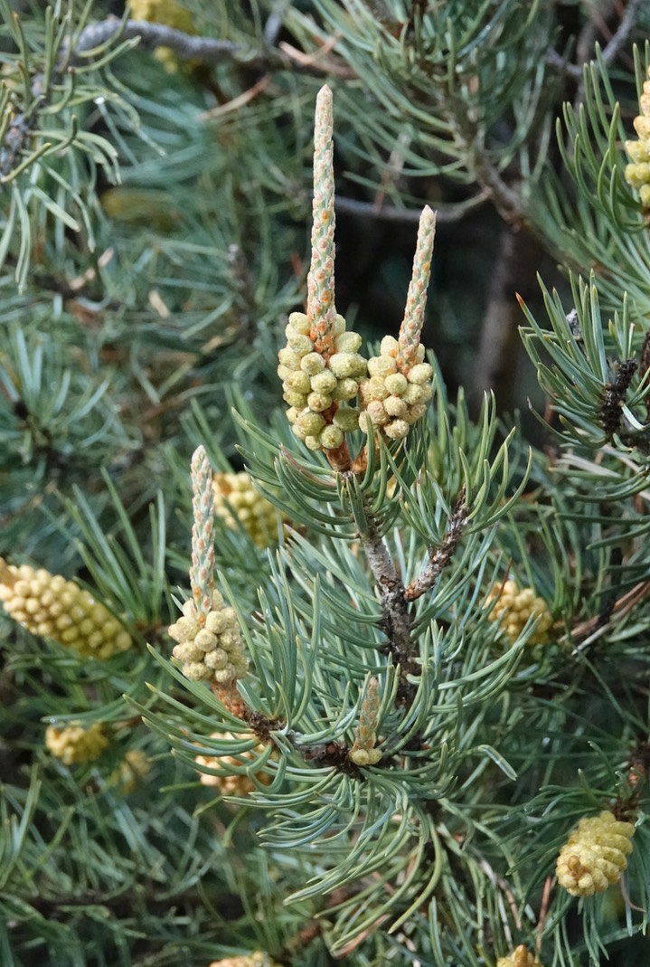 Pinyon Pine west of Kingston, NM (1)