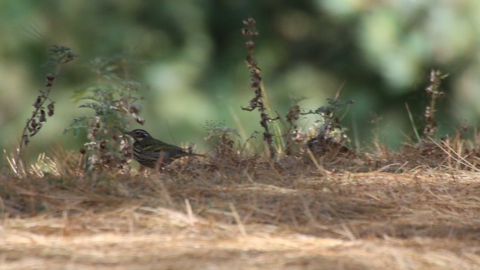 Pipit, Olive-backed 2