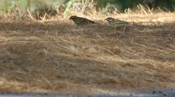 Pipit, Olive-backed
