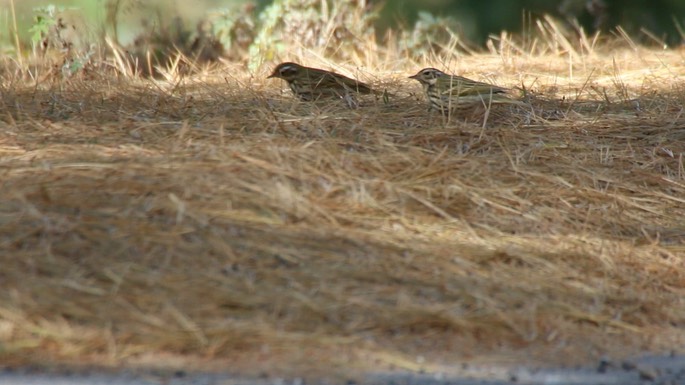 Pipit, Olive-backed