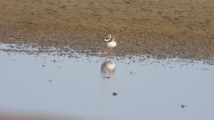 Plover, Common Ringed 1