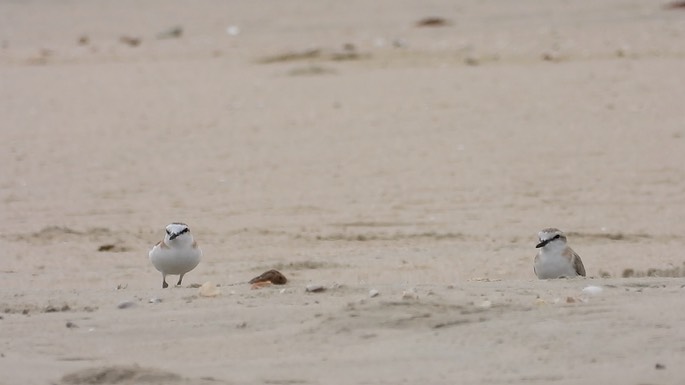 Plover, White-fronted 2