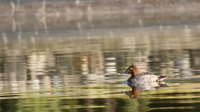 Pochard, Common 1
