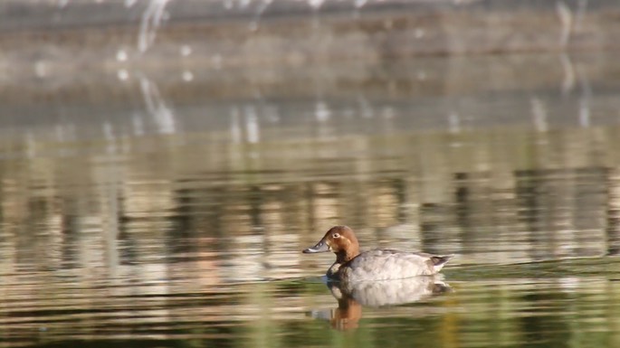 Pochard, Common 2