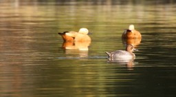 Pochard, Common